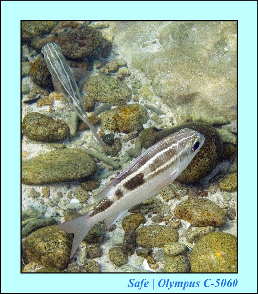 2006 - 07 - Tioman - Plongee Renggis island 35